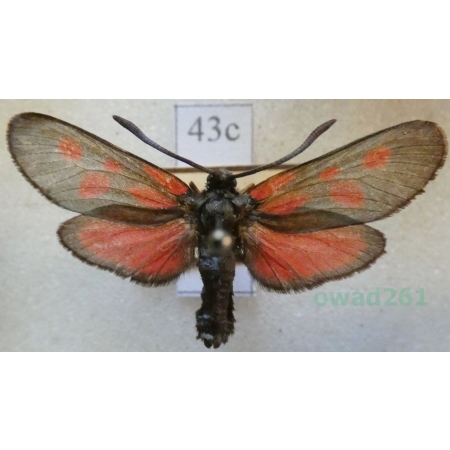 Zygaena loti (Denis & Schiffermüller, 1775) Kraśnik rogalik Deutschland43c